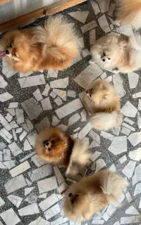 فروش سگ بالغ  پامرانین