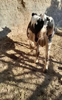 گاو فروشی زایمان ۲در شکم هست