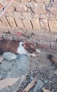 خرگوش ماده