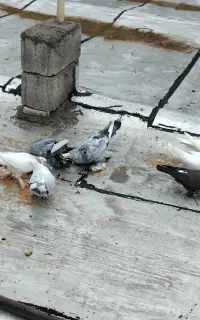 کبوتر