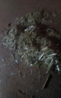 کاه گندم نرم دستگاه خرمنکوب۱۲۰کیسه