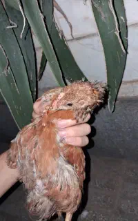 جوجه محلی دورگ