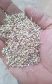 گشنیز سبز ویکدست