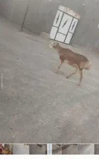 قوچ دوسال