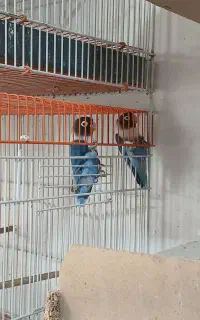 کوتوله برزیلی