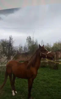اسب نریان قشنگ