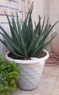 آلوورا بزرگ و قشنگ