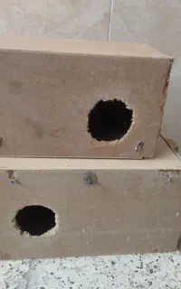 لونه چوبی پرنده زینتی