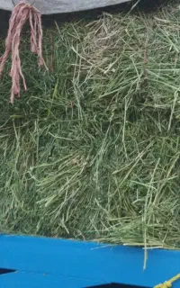 یونجه چین چهارم درجه یک
