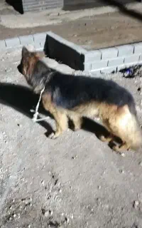 سگ ژرمن شپرد