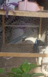 قفس مرغ و خروس. پرنده.