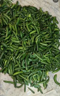 خیار و محصولات باغی با آب چشمه