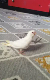 جوجه عروس هلندی