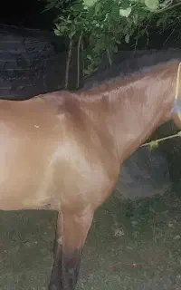 اسب کهر محلی