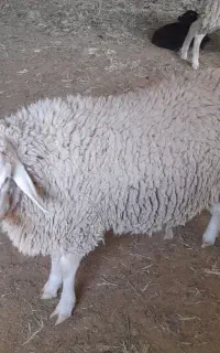 میش و قوچ رومن.
