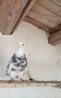 کبوتر