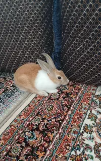 خرگوش