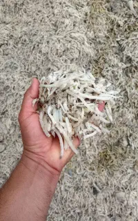 فروش تفاله چغندر پرسی خشک و پرک