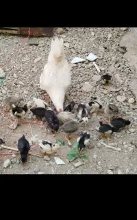 جوجه مرغ گلین