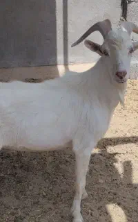 فروش تعدادی بز کهره