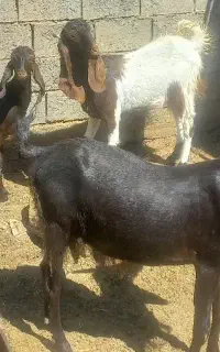 ۳ عدد کولار جوان پاکستانی