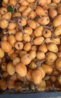 امبوه (ازگیل)