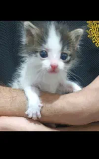 گربه