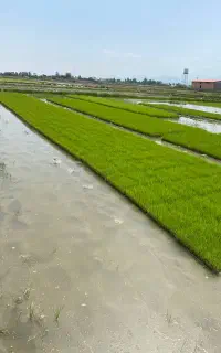 سینی نشا طارم