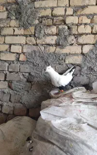 کفتر کبوتر
