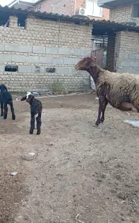 گوسفند دوقلو بره هر دو نر