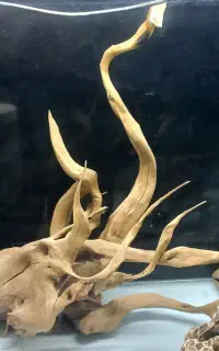 چوب آبنوس