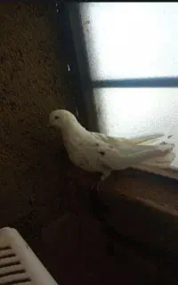 کفتر