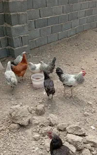 تخم مرغ نطفه دار گلپایگانی و گلین