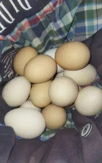 تخم‌مرغ‌‌محلی‌نطفه‌دار
