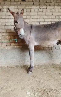 الاغ نر جوان یک سال