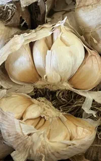 سیر بذری درجه یک