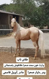 اسب نریون اصیل ترکمن