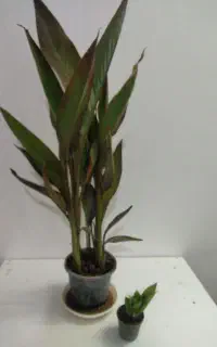 اختر شرابی