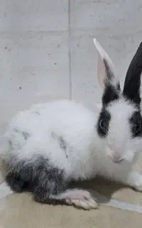 فروش بچه خرگوش نر