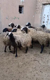 گوسفندنژاد شال