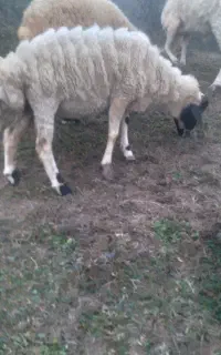 گوسفندنر.یکدست