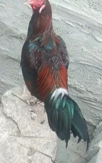 خروس لاری خوش رنگ