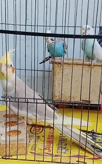 عروس هلندی و مرغ عشق