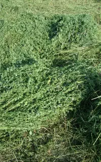 بسته بندی یونجه
