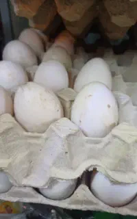 تخم اردک