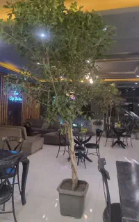 گل درختی