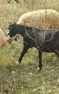 بز جوان