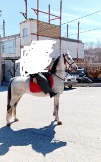 نریان ترک   اصیل