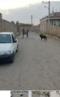 فروش کره اسب نریان