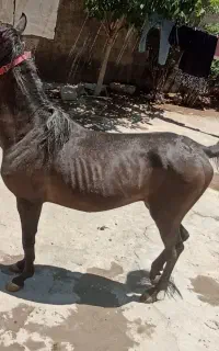 اسب